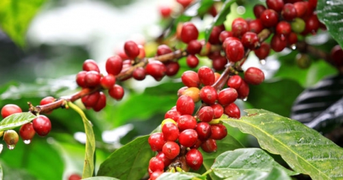 Kỹ thuật trồng cây cà phê mang lại hiệu quả kinh tế