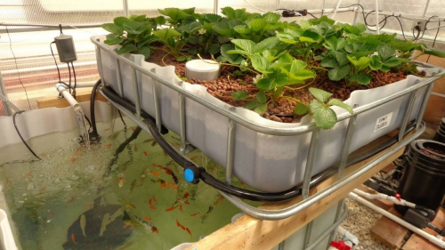 Những lưu ý khi trồng rau bằng hệ thống aquaponics