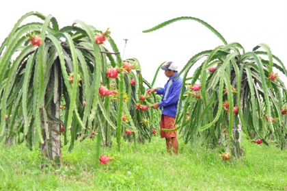 Kỹ thuật bón phân cây thanh long cho đúng quy trình