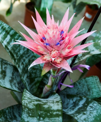 Cách trồng cây dứa gai hồng Aechmea fasciata