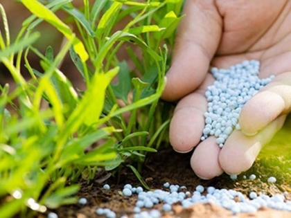 Ngộ độc dinh dưỡng trên cây trồng và biện pháp xử lý Ngộ độc dinh dưỡng trên cây trồng và biện pháp xử lý